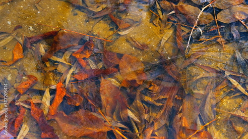 The first thin ice on a forest lake. Fallen leaves of trees under the ice.