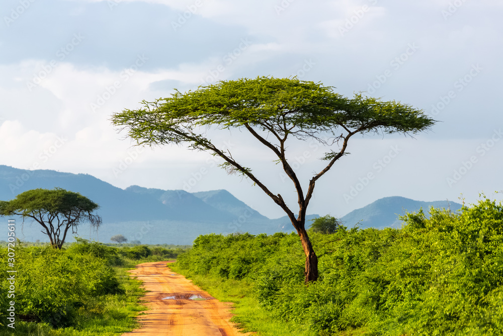 tree and road in national park, kenya
