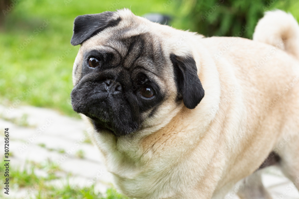 close-up portrait of a pug pet