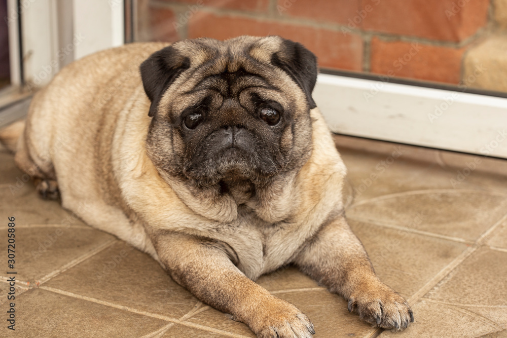 Obraz premium portrait of a pug pet lying on the porch