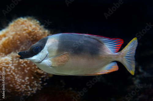 Siganus magnificus is a tropical fish closeup in the aquarium photo