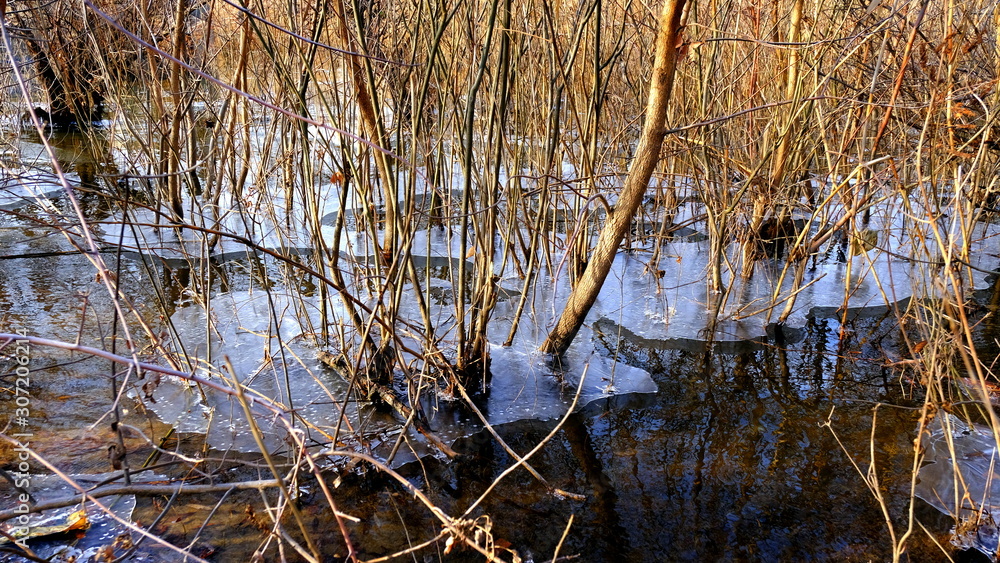 The first thin ice on a forest lake. Fallen leaves of trees under the ice. The first thin ice on a forest lake. Fallen leaves of trees under the ice.