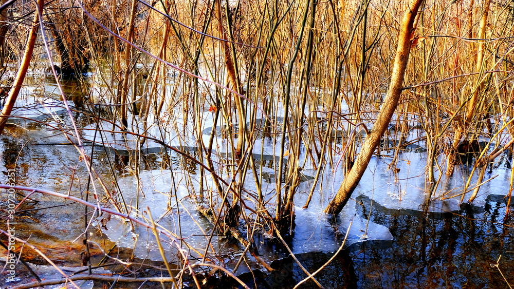 The first thin ice on a forest lake. Fallen leaves of trees under the ice. The first thin ice on a forest lake. Fallen leaves of trees under the ice.