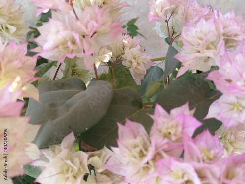 Beautiful bougainvillea flowers in house garden.
