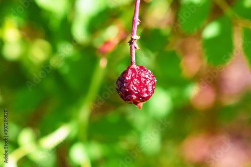 Photography Closeup of Red Overripe Dehydrated Berry on a Leafy Green Background
