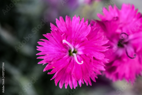 Beautiful 'Firewitch' Flower Blossom with Fuzzy White stamens