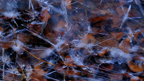 The first thin ice on a forest lake. Fallen leaves of trees under the ice.
