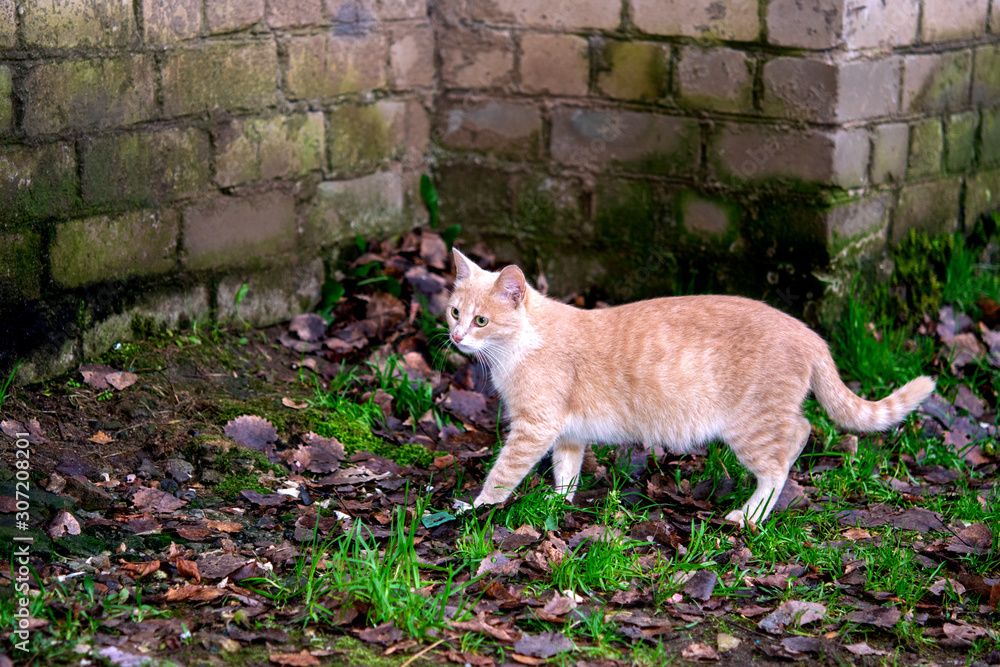 Homeless animals live in basements. Wild City cats, cats. Homeless animals live in basements. Wild City cats, cats.