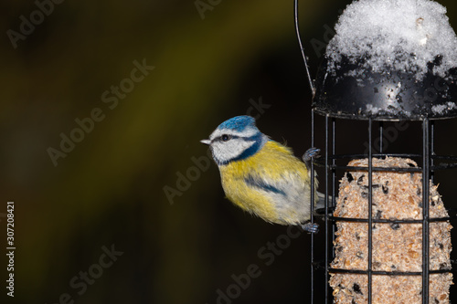 Very beautiful Blue Tit feeds on the tallow.