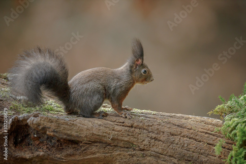 Reddish brown squirrel © Natureimmortal