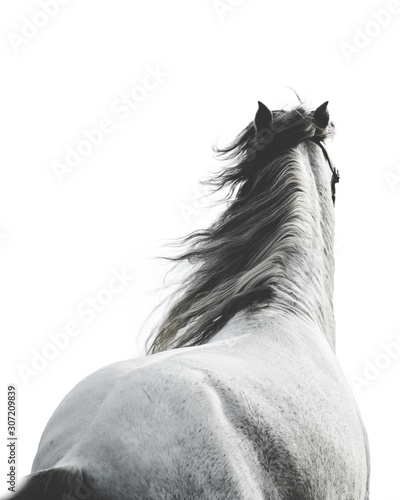 Andalusian horse from behind with white background 