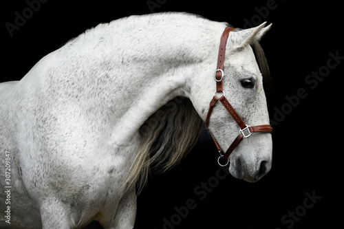 Obraz na plátně Andalusian horse with leather halter with black background