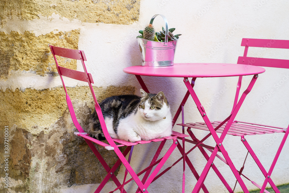 Joli chat tacheté, couché sur la chaise dans la rue de village en Provence.