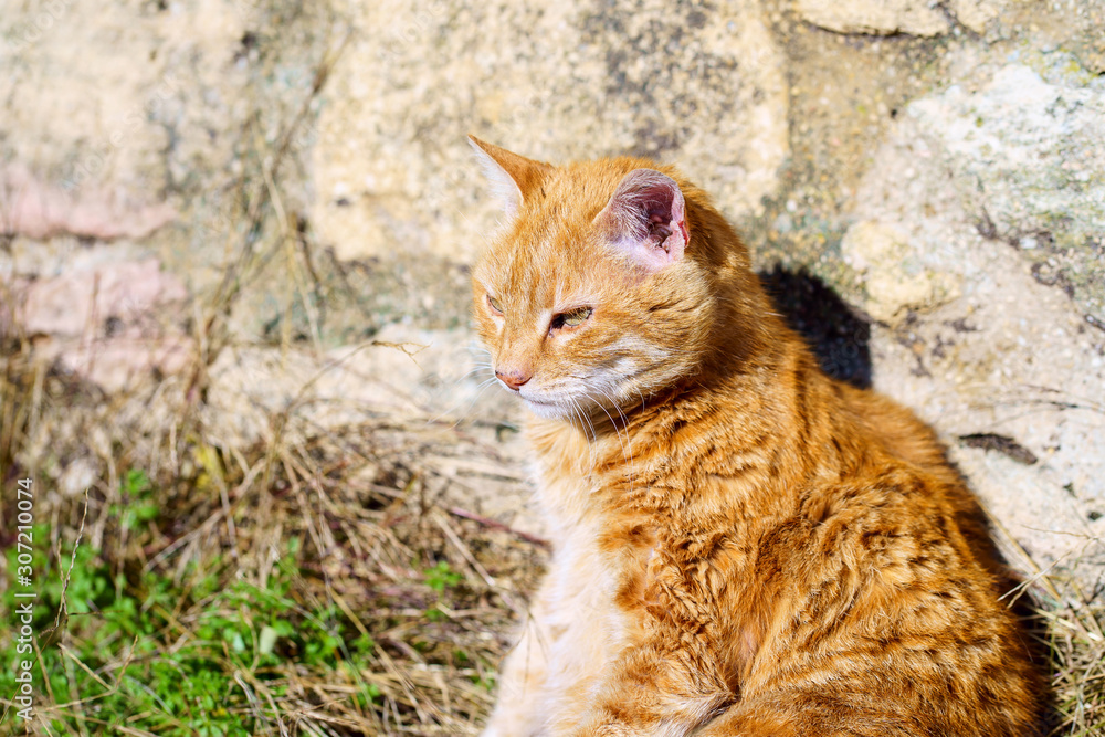 Chat roux tigré couché dans la rue au soleil.