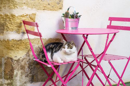 Obraz na płótnie Joli chat tacheté, couché sur la chaise dans la rue de village en Provence. w salonie