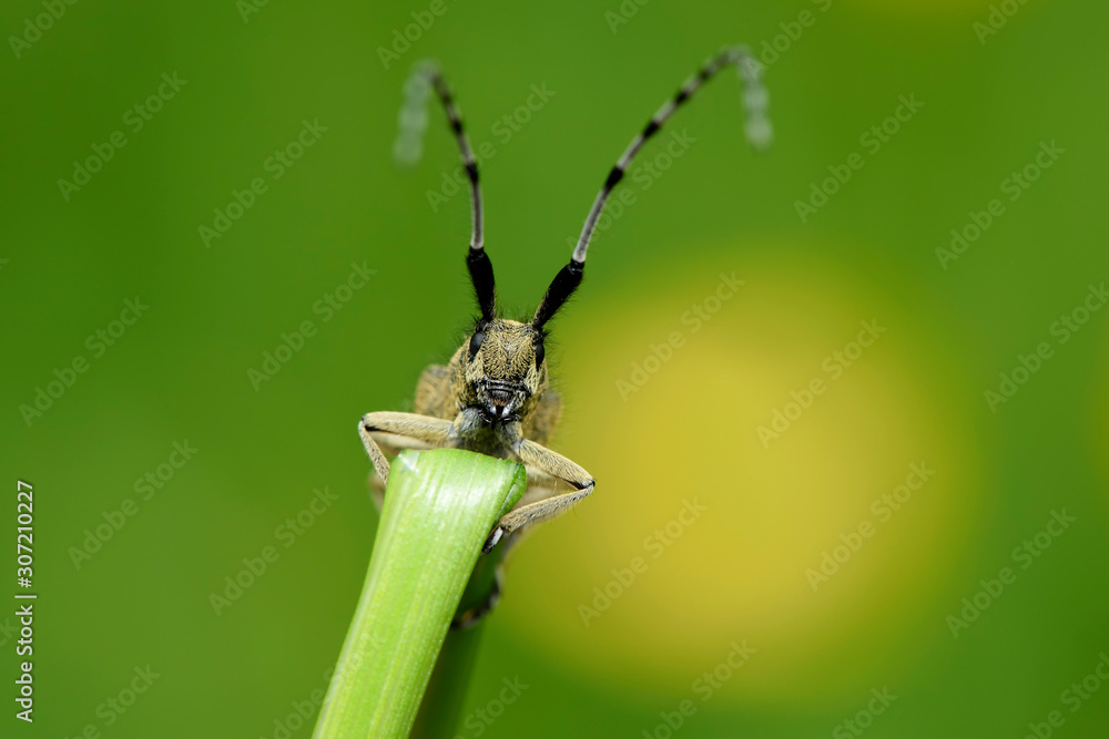Golden-bloomed grey longhorn, Agapanthia villosoviridescens, in front of green background Golden-bloomed grey longhorn, Agapanthia villosoviridescens, in front of green background