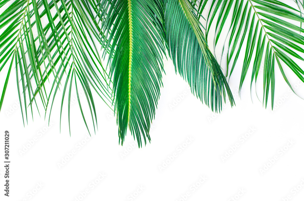 Fototapeta premium Three branches of palm trees on a white background.