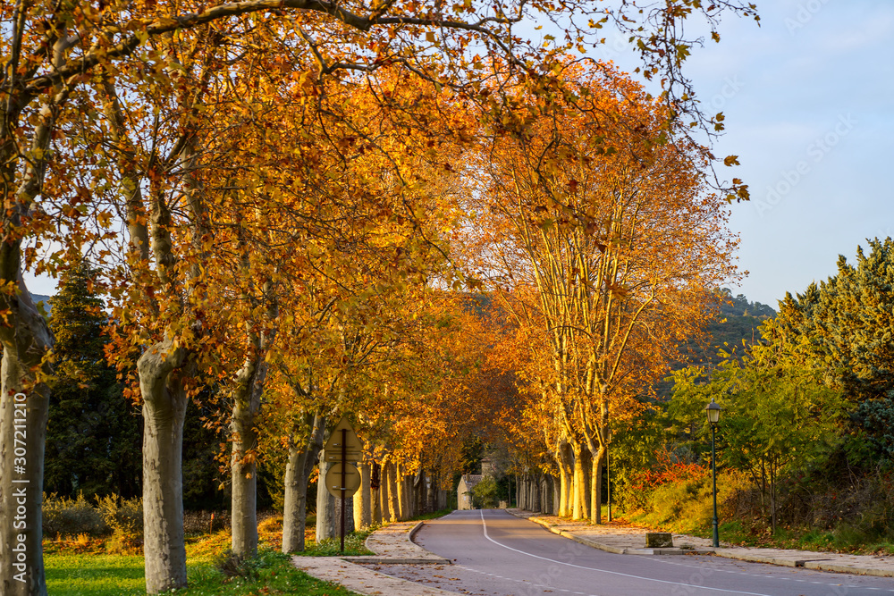 Allée des platanes en automne, en Provence. Luberon, France. Allée des platanes en automne, en Provence. Luberon, France.