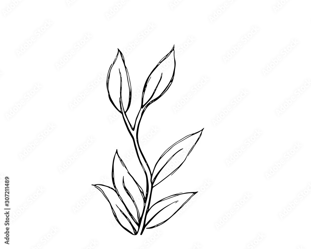 Simple rough black line drawing of a plant, vector illustration