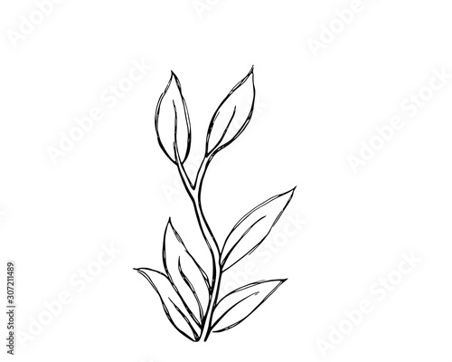 Simple rough black line drawing of a plant, vector illustration © Leiana