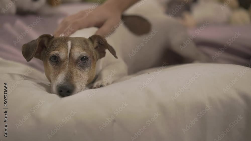 woman with tender hands and pretty manicure caresses brown white dog having rest on white soft bed slow motion closeup