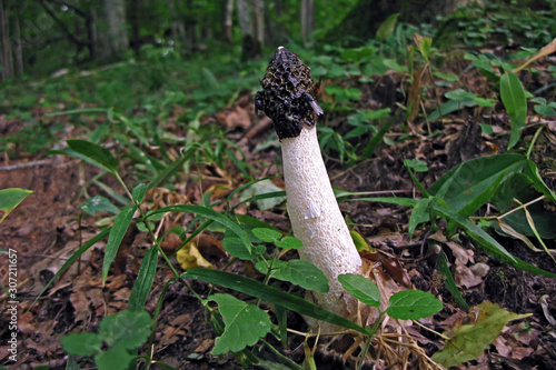 Common stinkhorn Phallus impudicus with flies. This penis shape mushroom is common in Europe and North America. It is used in folk medicine as aphrodisiac. Forest mushroom.
