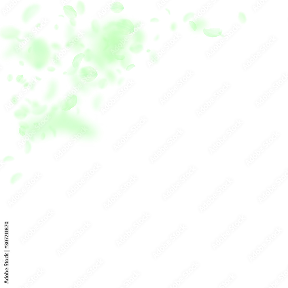 Green flower petals falling down. Pretty romantic Green flower petals falling down. Pretty romantic