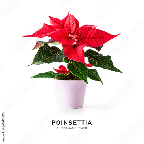 Konstfotografi Poinsettia christmas flower as creative layout.