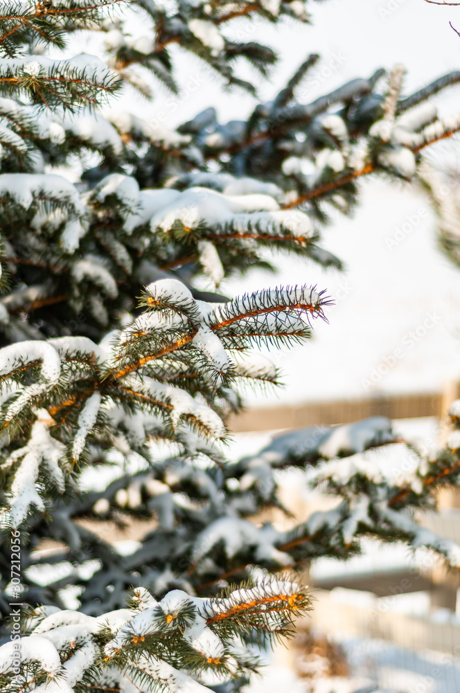 An early storm leaves snow on the branches of a Blue Spruce tree