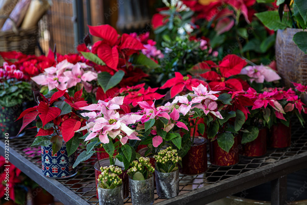 Potted pink and red poinsettia or Euphorbia pulcherrima Christmas traditional flowers in the greek flowers bar.