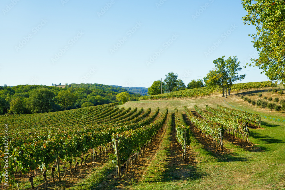 vineyard in the sunset sunshine in France
