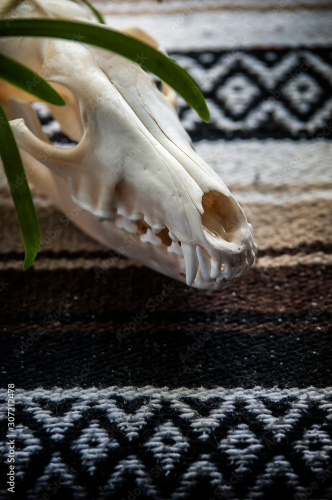 Coyote skull Coyote skull