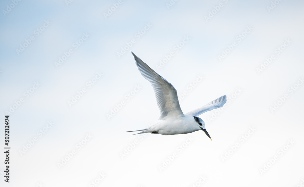 Fototapeta premium Andorinha do mar