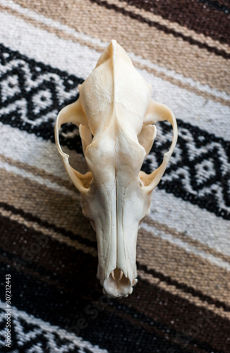 Photo Coyote Skull