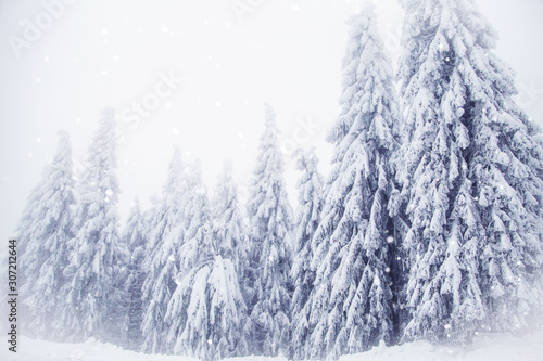 winter wonderland snowy fir trees landscape