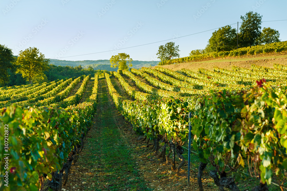 vineyard in the sunset sunshine in France
