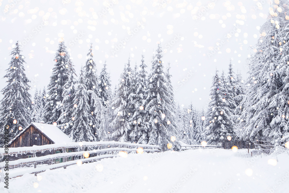 winter wonderland snowy fir trees landscape