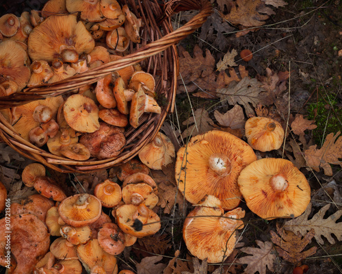 Fresh autumn mushrooms on a basket in the countryside.Freshly picked gourmet mushroom.top view