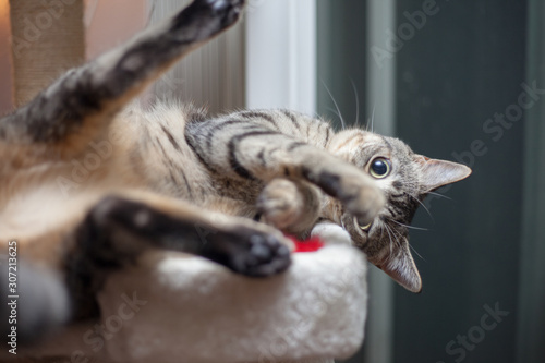 Playful mau cat