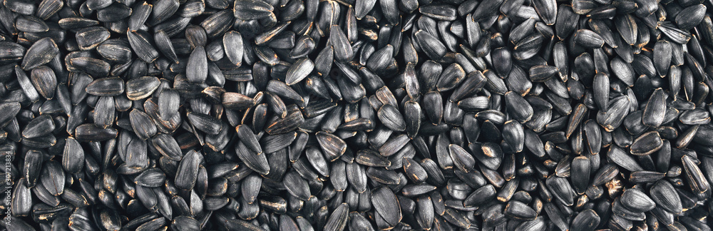 Fried black sunflower seeds. Background. Texture. Panorama.