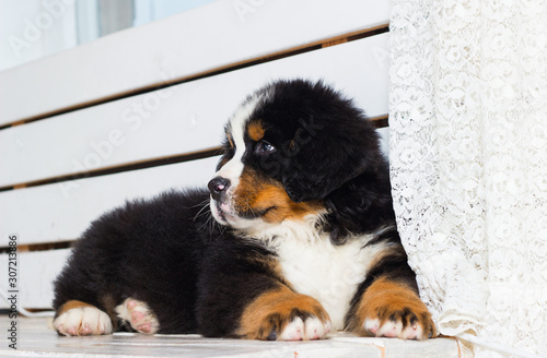 Fotografi puppy watching breed of bernese mountain dog