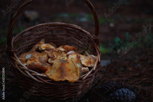 Fresh autumn mushrooms on a basket in the countryside.Freshly picked gourmet mushroom.