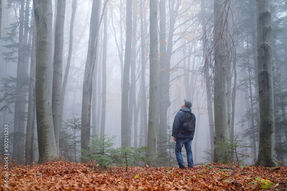 Man in the mysterious dark beech forest in fog