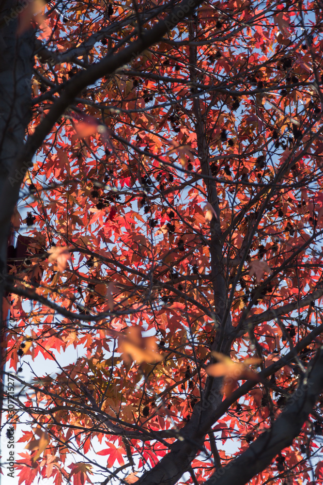 Red Maple Leaves against Blue Sky