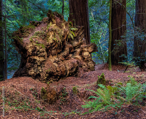 fallen old growth redwood root ball, redwoods state park