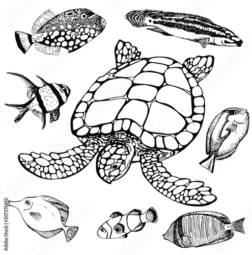 Sea turtle and tropical fish on white. Marine set. Perfect for invitations, greeting cards, print, banners, poster for textiles, fashion design.