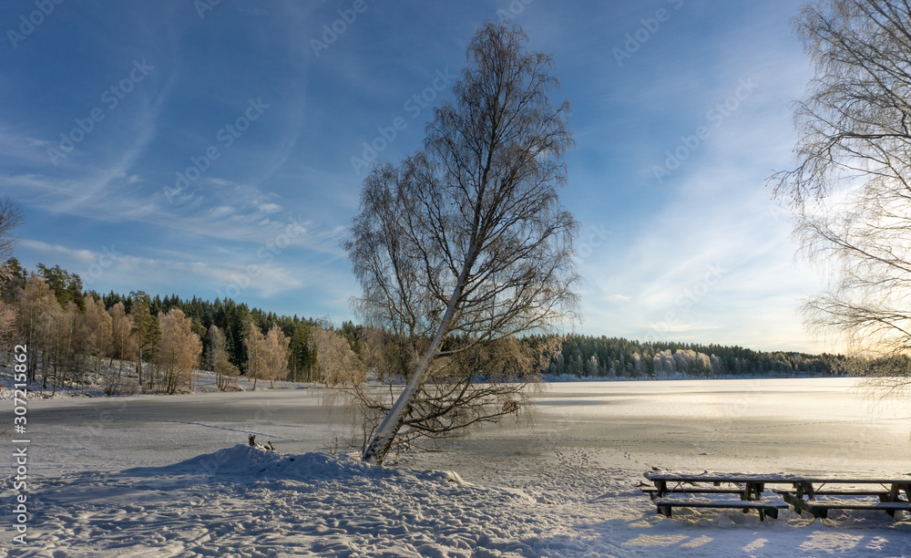 Multicolor winter landscapes.