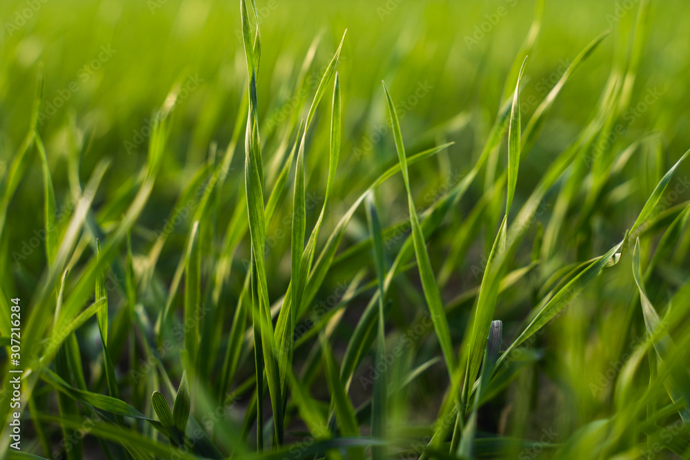 Young wheat seedlings growing on a field in autumn. Young green wheat growing in soil. Agricultural proces. Close up on sprouting rye agriculture on a field sunny day with blue sky. Sprouts of rye. Young wheat seedlings growing on a field in autumn. Young green wheat growing in soil. Agricultural proces. Close up on sprouting rye agriculture on a field sunny day with blue sky. Sprouts of rye.