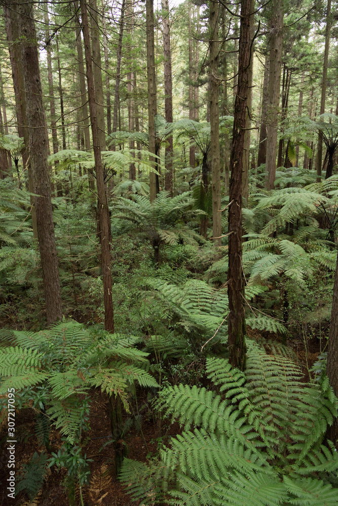 Fototapeta premium Fern in Whakarewarewa Forest in New Zealand