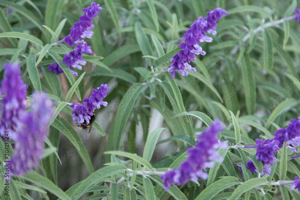 Fototapeta premium Mexican Bush Sage (Salvia leucantha)